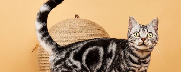 英短银渐层眼屎多是怎么回事 眼屎多主要是因为方面!