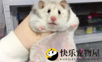 金丝熊可以吃什么？这篇‘食物大全’已经为你归纳好了！