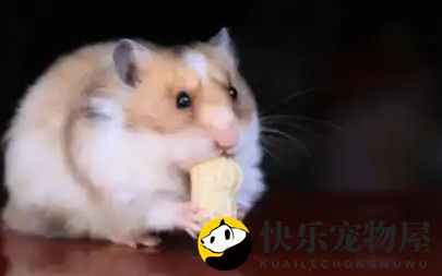 金丝熊可以吃什么？这篇‘食物大全’已经为你归纳好了！