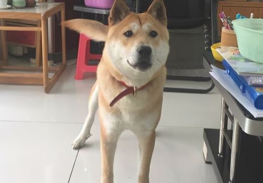 这几类狗狗，养了就沒有后悔莫及过