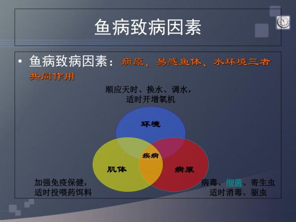 鱼病分类与诊治-(苏州通威).ppt_第3页