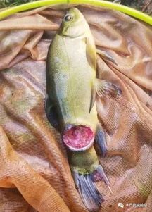 宠物鱼烂鳃怎么办?快速诊断与治疗攻略