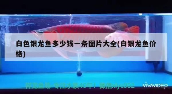 郑州鱼缸定制哪家好一点儿的(郑州鱼缸厂家)（郑州鱼缸定制哪家好一点儿的） 观赏鱼论坛 第1张