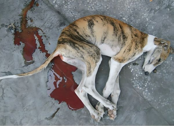 犬细小病毒症状及预防指南:呕吐、腹泻与脱水特征解读