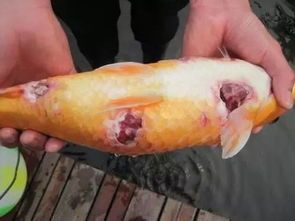 宠物鱼针尾病怎么办?快速诊断与治疗