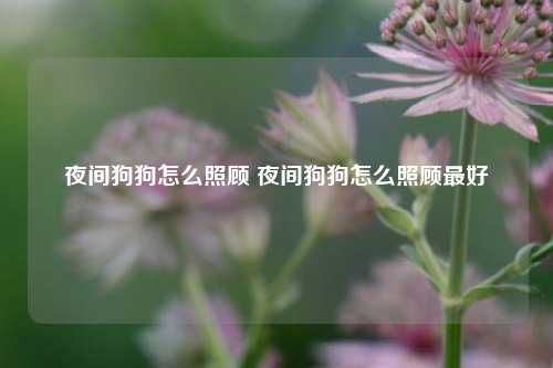 夜间狗狗怎么照顾 夜间狗狗怎么照顾最好