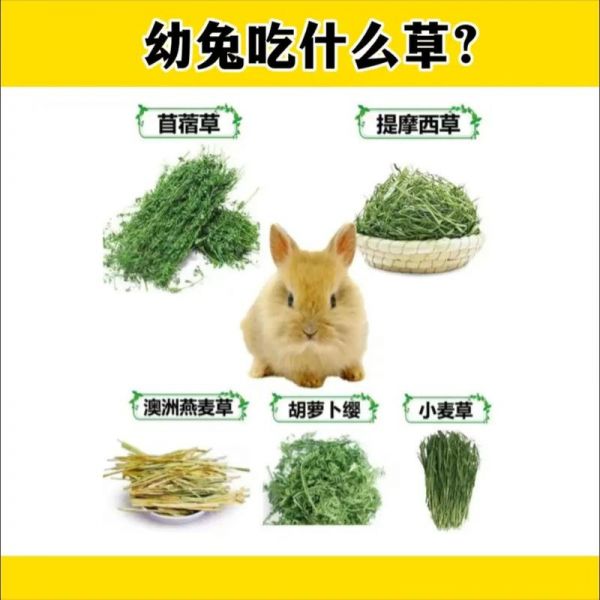 宠物兔是吃草还是兔粮好_宠物兔吃饲料好还是吃草好
