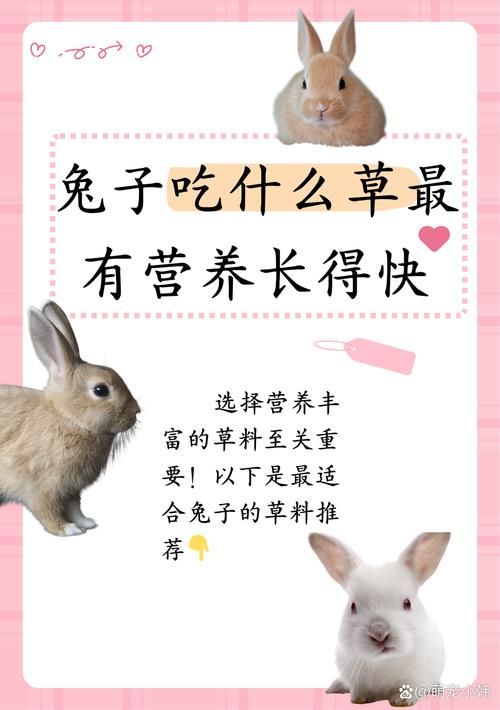 宠物兔是吃草还是兔粮好_宠物兔吃饲料好还是吃草好