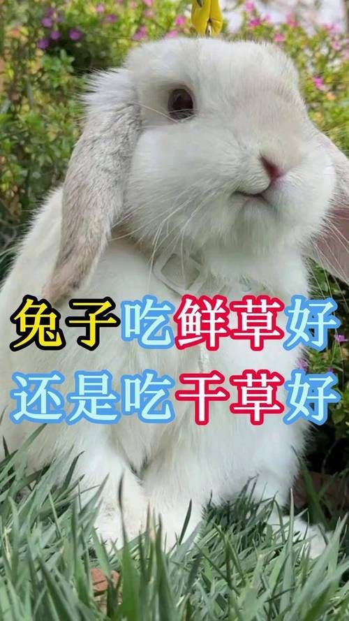 宠物兔是吃草还是兔粮好_宠物兔吃饲料好还是吃草好