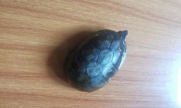 宠物龟的选择与养护（以最小品种的宠物龟为主题的全面指南）