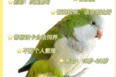 新手必看：易养又亲人的宠物鸟推荐_家庭饲养最佳选择