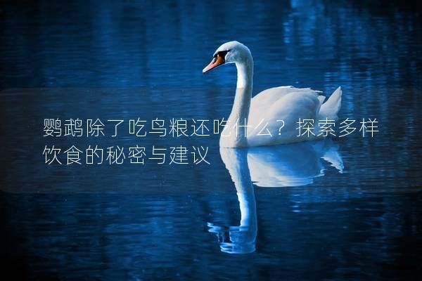 鹦鹉除了吃鸟粮还吃什么？探索多样饮食的秘密与建议