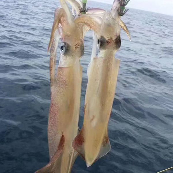 野生海钓大管 500g装 营养丰富功效多 Q感弹牙味道赞