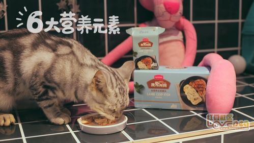 均衡营养,呵护宠物健康饮食