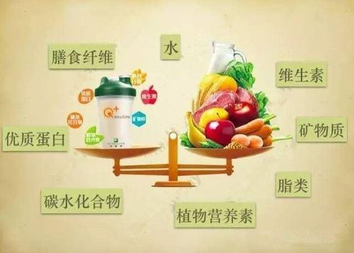 宠物营养需求:均衡饮食,健康相伴