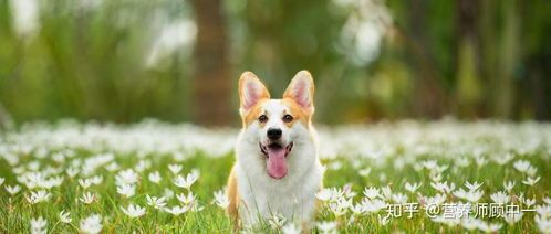 科学喂养,均衡营养,规律饮食,呵护幼犬成长。