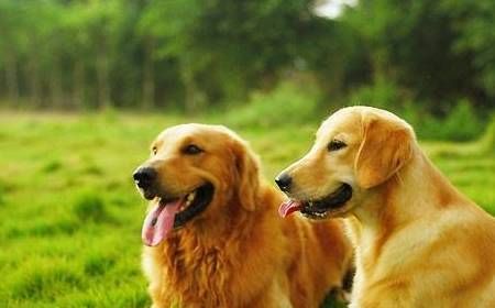 科学喂养，均衡营养，规律饮食，呵护幼犬成长。