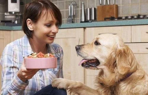 狗狗饮食:月龄参考量,营养均衡关键!