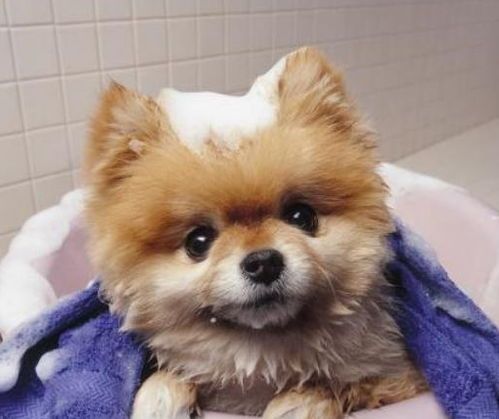 挑选营养均衡博美犬粮,关注宠物健康。
