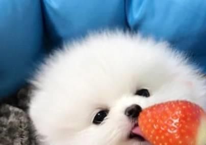 挑选营养均衡博美犬粮,关注宠物健康。