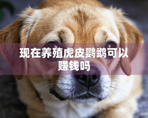 现在养殖虎皮鹦鹉可以赚钱吗