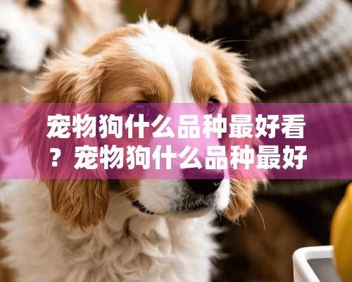 宠物狗什么品种最好看?宠物狗什么品种最好看?