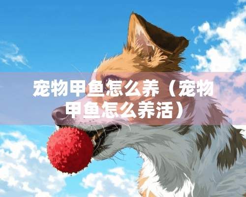 宠物甲鱼怎么养(宠物甲鱼怎么养活)