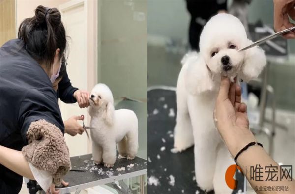 狗狗修毛造型图解