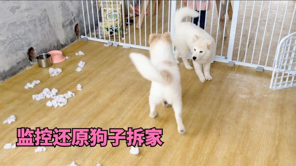 监控还原狗子是如何拆家的，看完之后才知道，原来萝卜才是最皮的