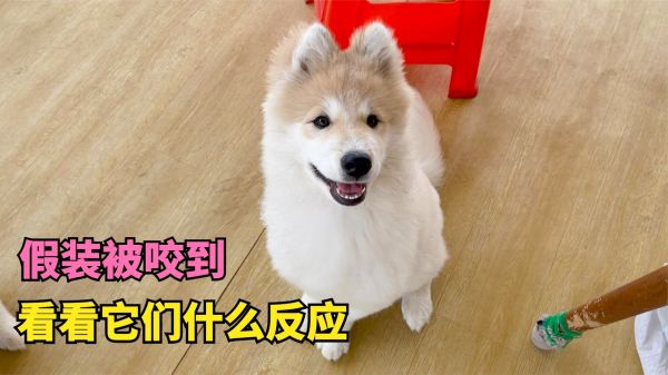 喂狗子们吃零食，假装被咬到手叫得很大声，看看它们是什么反应
