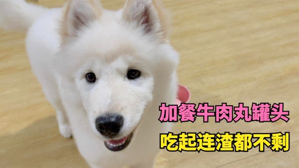 第一次给狗子吃牛肉丸罐头，实在是太香了，几口下去连渣都不剩了