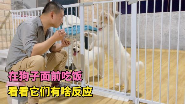 在狗狗面前吃好吃的，看看它们会有什么反应