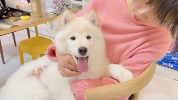 洗完澡后的狗狗，老婆抱起它们都不愿放下来，路人见了都说好漂亮