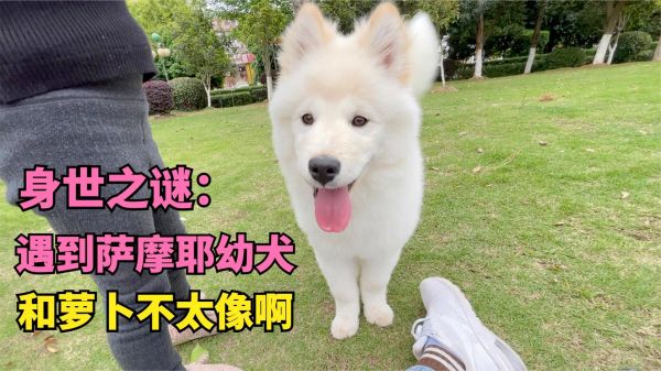 都说捡回来狗子像萨摩耶，今天遇到3个多月的萨摩耶，对比又不像