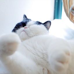 猫咪视频拍摄:捕捉萌态,如何让画面更生动?
