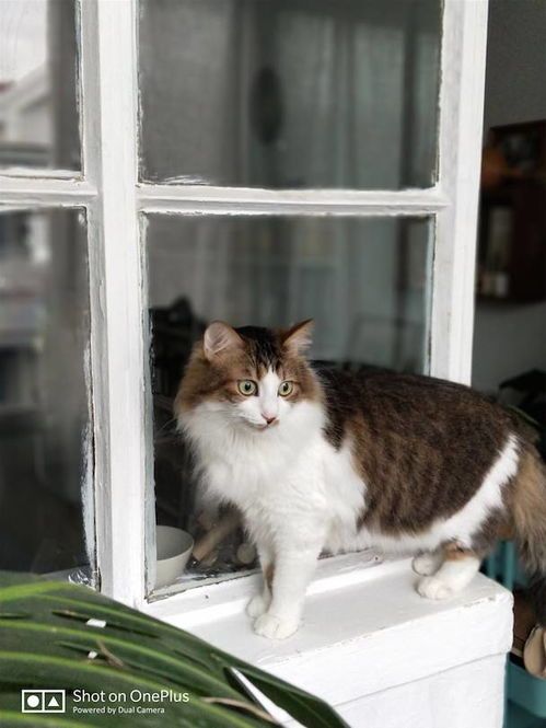猫咪视频拍摄:捕捉萌态,如何让画面更生动?