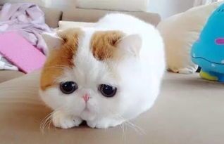 猫咪萌态,揭秘技巧?如何让作品更吸引人?