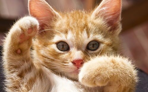 手机拍小猫咪视频,如何捕捉萌态瞬间?