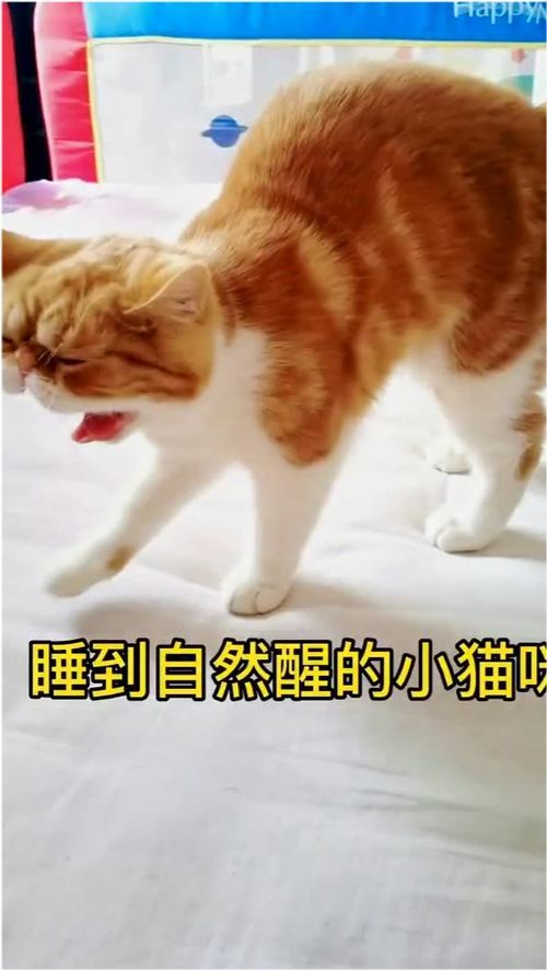 手机拍小猫咪视频,如何捕捉萌态瞬间?