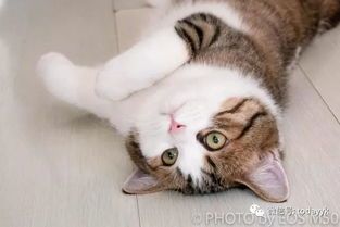 猫咪摄影如何拍出萌态?效果惊艳吗?