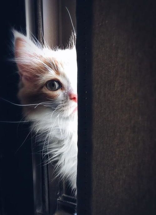 猫咪摄影如何拍出萌态?效果惊艳吗?