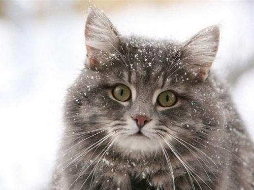 猫咪摄影课程,入门班多少钱?想拍出萌态照片吗?
