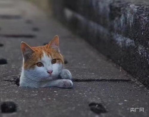 如何捕捉萌态瞬间？拍出大片效果？