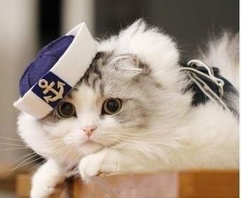 猫咪萌态入画,如何巧妙,引你一探究竟?