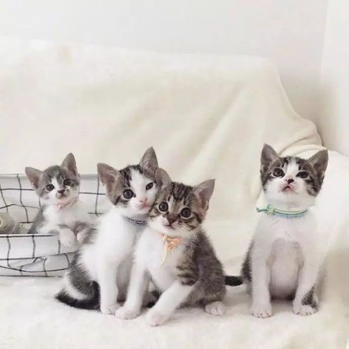 手机拍照,如何捕捉小猫咪的萌态?