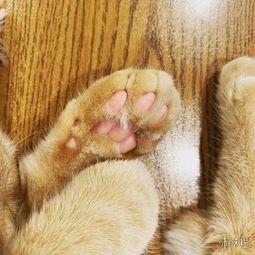 猫咪萌态可掬,美女风情万种,哪个更美呢?