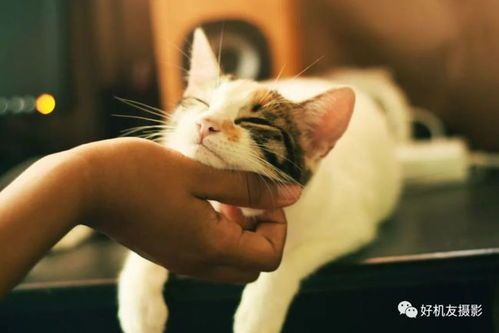 猫咪萌态捕捉,如何拍出可爱瞬间?秘诀是……
