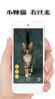 猫咪相机特效,哪个app能拍出萌态?