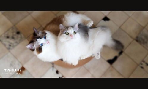 手机室内拍猫咪,如何捕捉萌态瞬间?