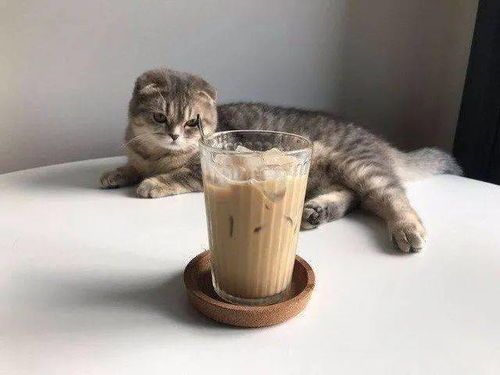合肥猫咪博主,你知道他们如何拍出萌态照片吗?